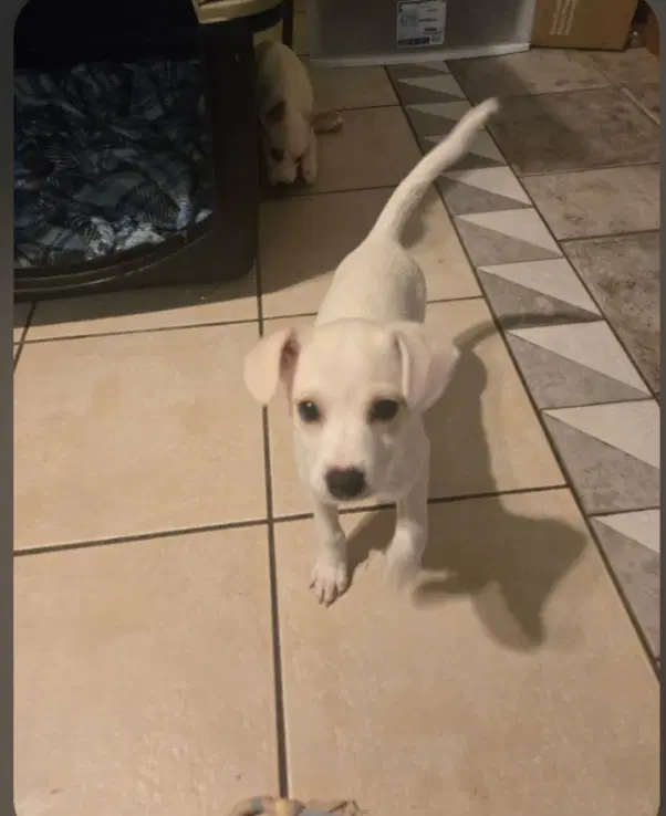 Waffles - Chihuahua