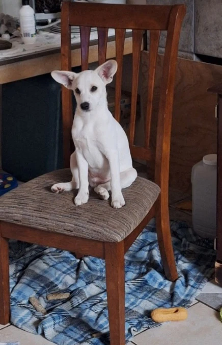 Blanca