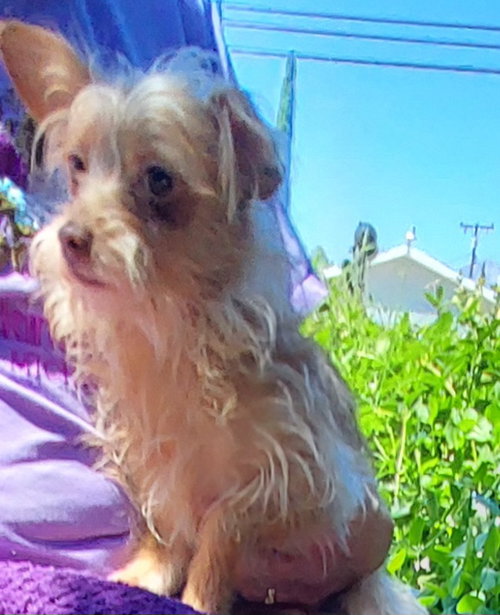 Maddie, an adoptable Maltese in Cherry Valley, CA