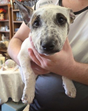 Piper
