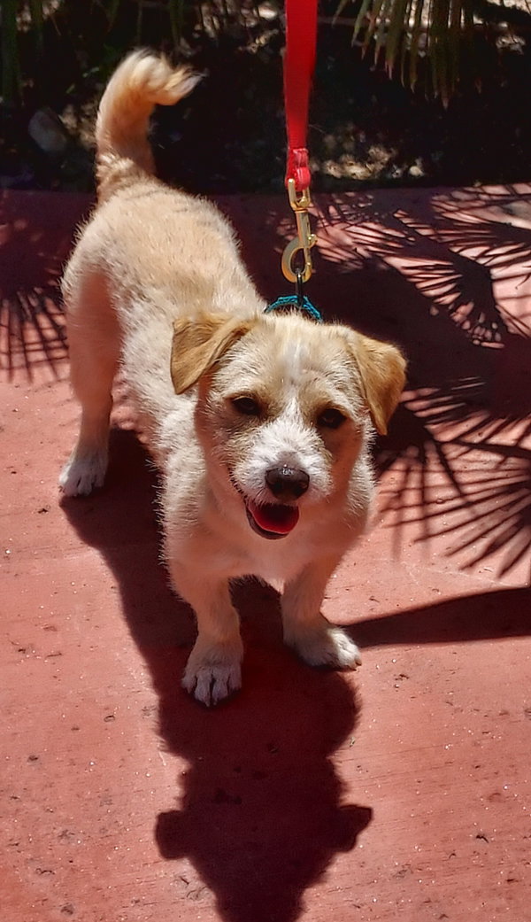 Benji