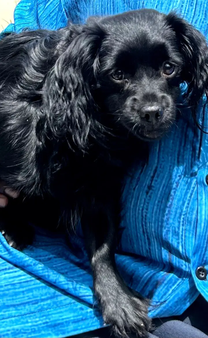 Minnie - Poodle/ Spaniel