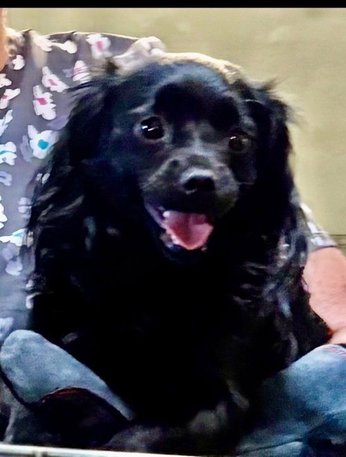 Minnie, an adoptable dog