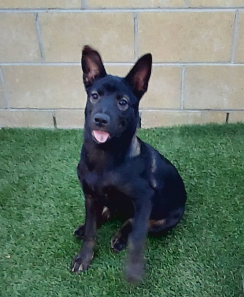 Allie, an adoptable dog