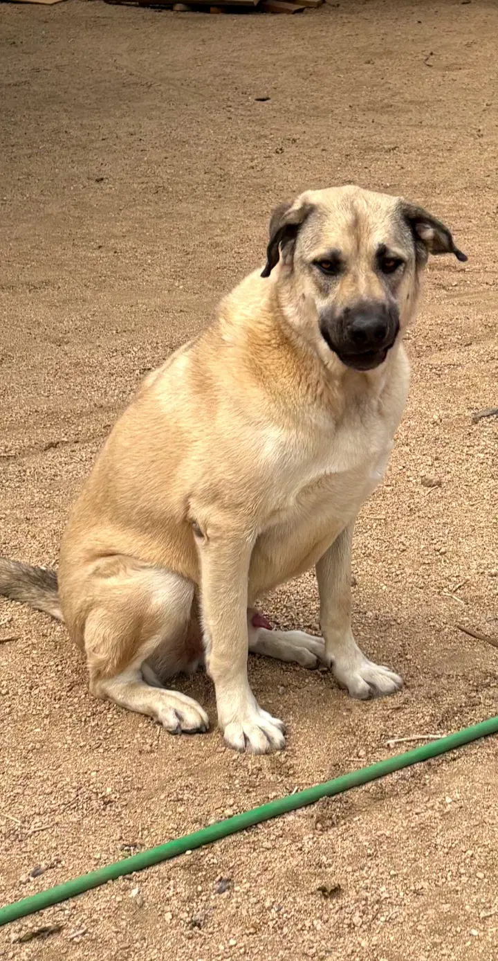 Winston image 1