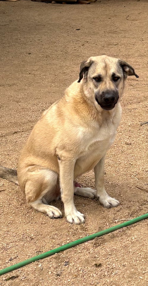 Winston, an adoptable dog