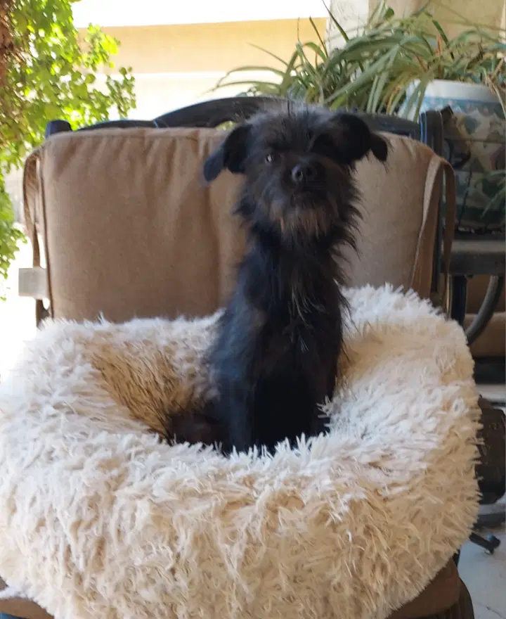 Abby - Affenpinscher
