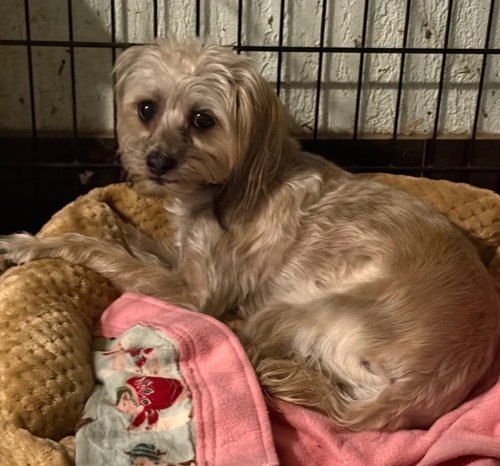 Bailey, an adoptable dog