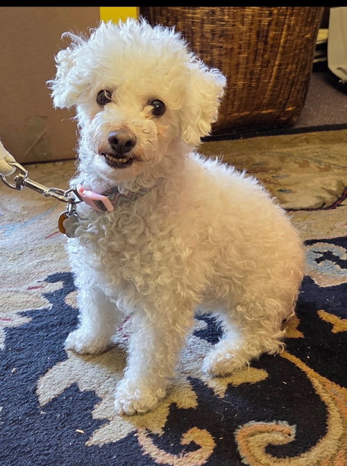Mia, an adoptable dog