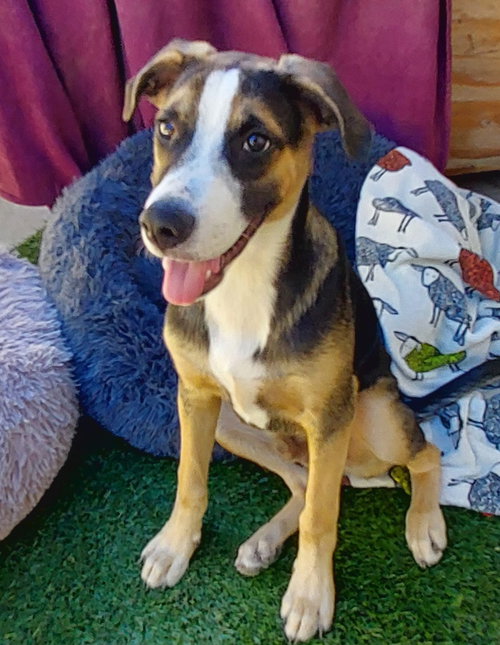 Photo 2 of Archie