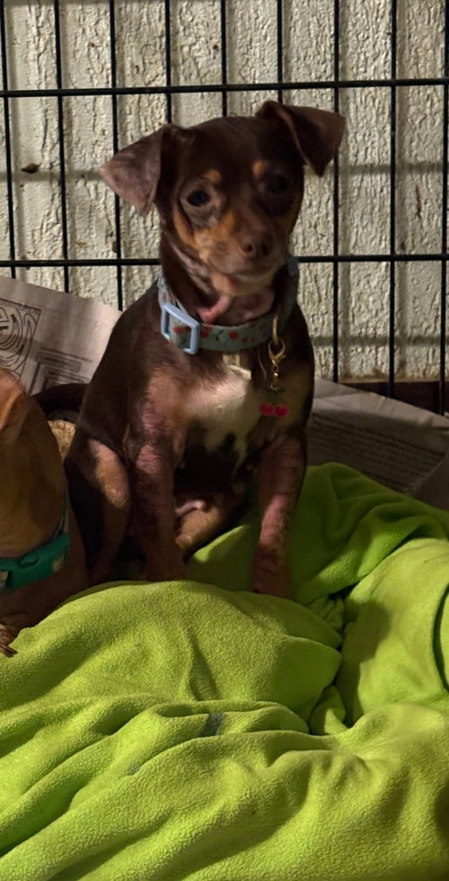 Lulu, an adoptable dog