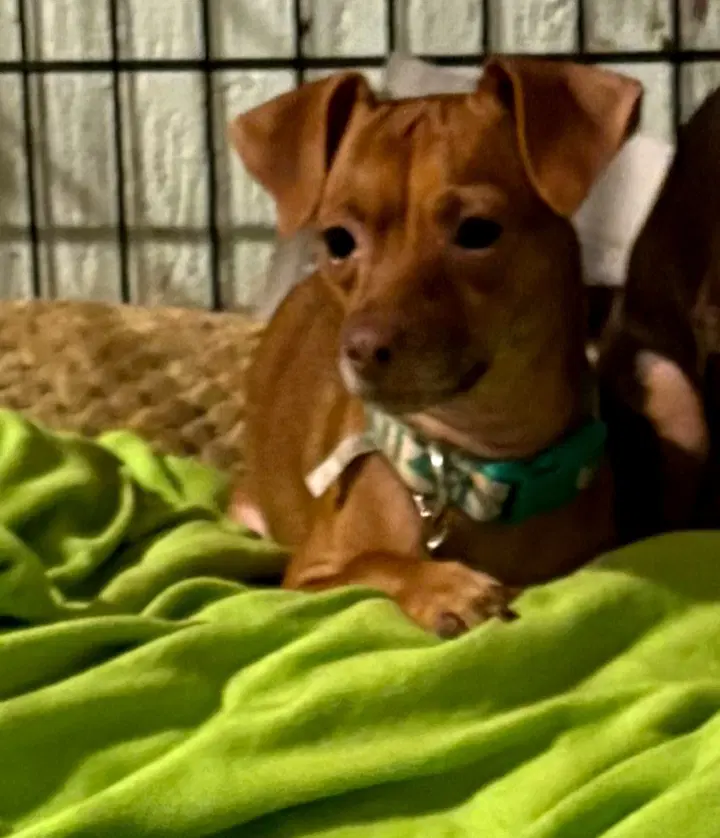 Lili - Chihuahua