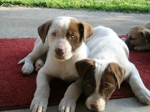 Australian shep/staffshire terrier mix pup