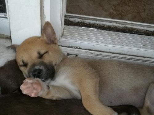 Husky mix pups