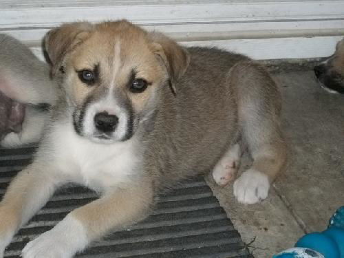 Husky mix pup