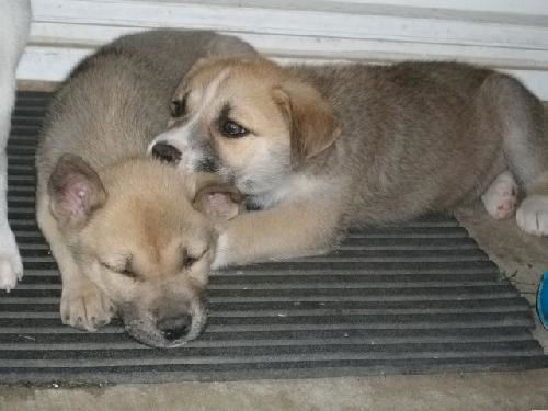 Husky mix pup