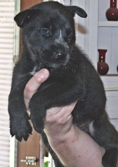 Shepherd/Husky Five - Barbie