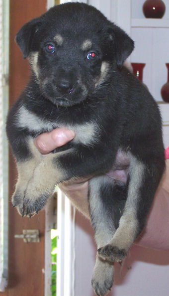 Shepherd/Husky Five - Skipper