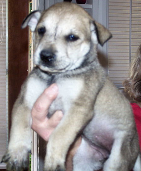 Shepherd/Husky Five - Midge