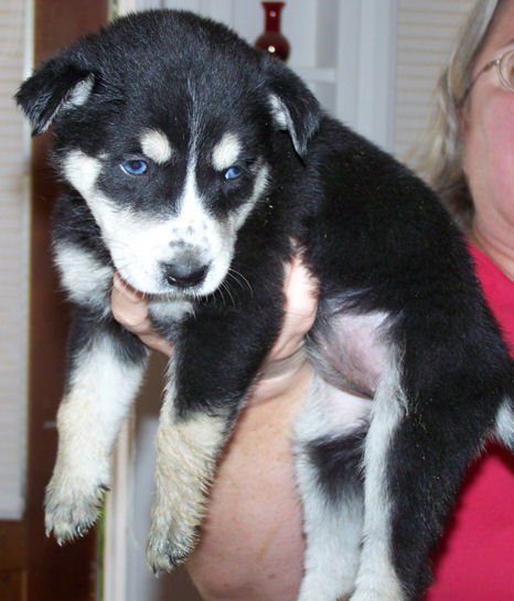 Shepherd/Husky Five - Scooter