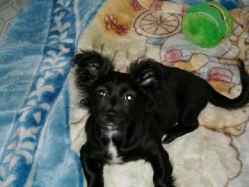 Susie Spaniel-Ing Charles Spaniel mix