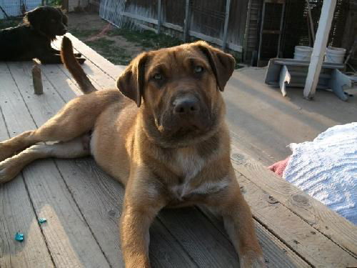 Hound mix pup