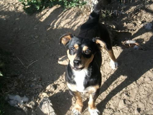 Chase <Fox Terrier mix>