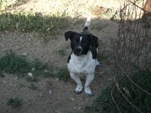 Fox Terrier mix 2