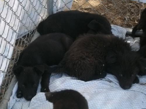 Black Lab mix pups