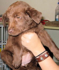 Choc Lab 4 - Tilly