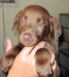 Choc Lab 4 - Tommy