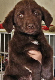 Choc Lab 4 - Terry