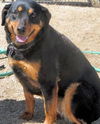 Dottie the Rottie  (BMDR)