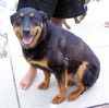 Dottie the Rottie  (BMDR)