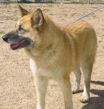 Maya the Malamute