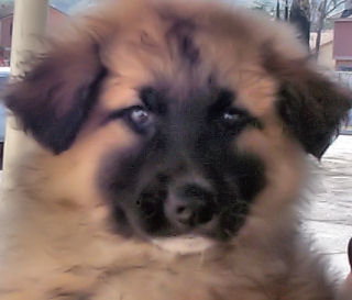 St Bernard male 1
