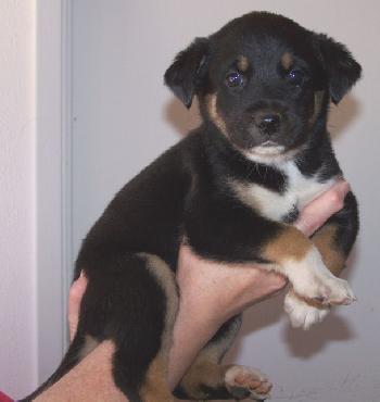 Sheprador 5 - Oreo