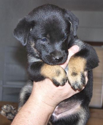 Sheprador 5 - Greta