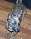 Bitsy Boo