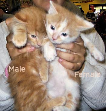 Orange Female Kitten