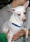 Skipper the Chihuahua