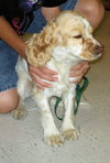 Cooper