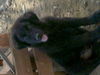 Bear Bear