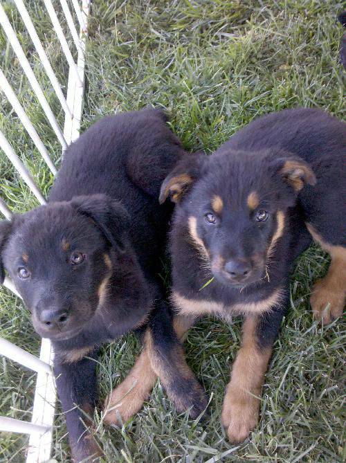 Collie/Rott pups