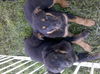 Collie/Rott pups