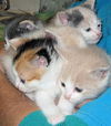 Dilute Calico 5 - Male 2