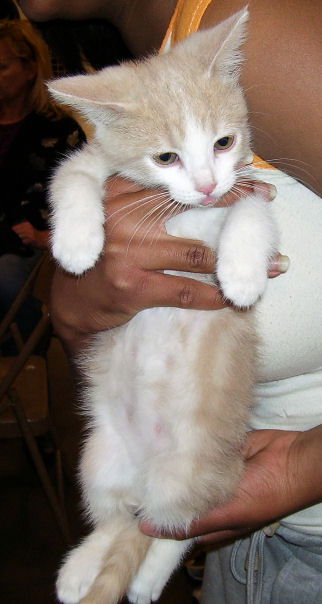 Dilute Calico 5 - Male 2