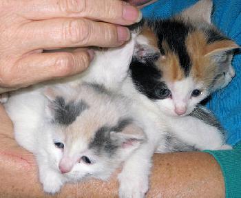 Dilute Calico 5 - Female 1