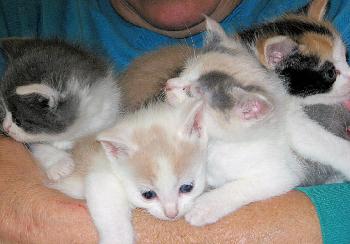 Dilute Calico 5 - Female 2