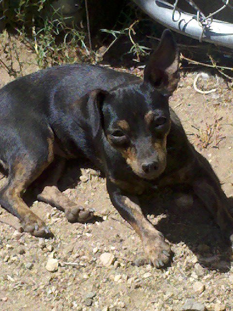 Minnie-purebred min pin baby)